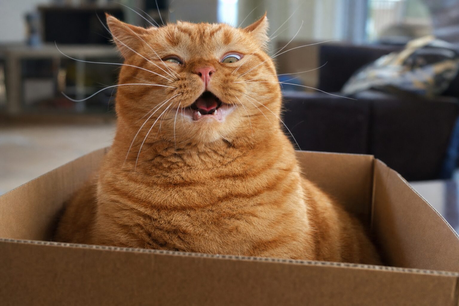 A chubby orange tabby cat sitting in a cardboard box, eyes squinted and mouth open mid-sneeze, whiskers flared